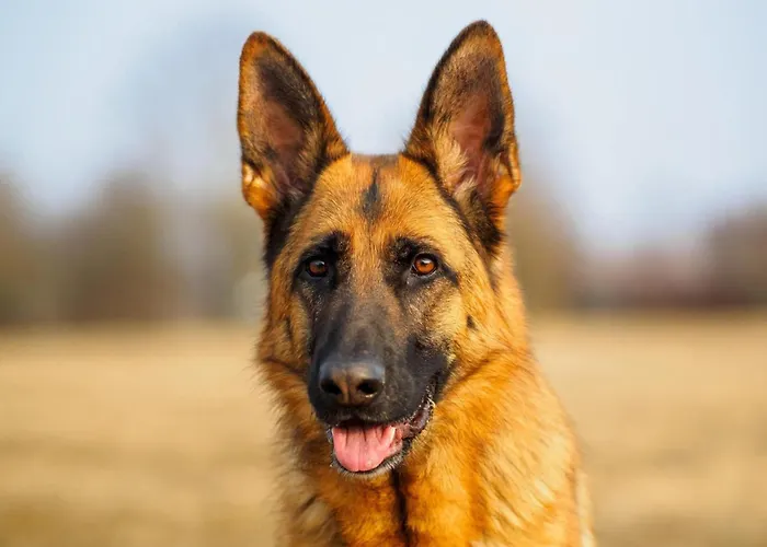 In Thuringia With Sauna * Finsterbergen